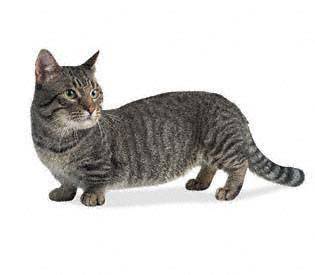 Munchkin cat breed