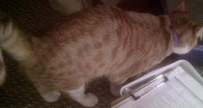 With the orange and white coat Belvedere has spots and stripes.  He also has a strip of fur that stands up along his spine.  He also likes to hold his tail curled downward.