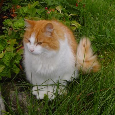 The Norwegian 
Forest Cat