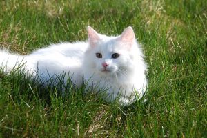 Norwegian Forest Cat