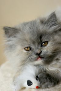 Persian kitten