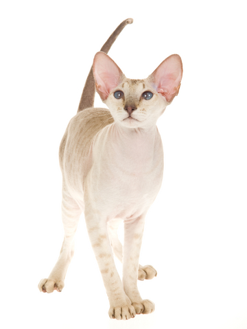 Peterbald hairless cat