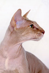 Peterbald cat