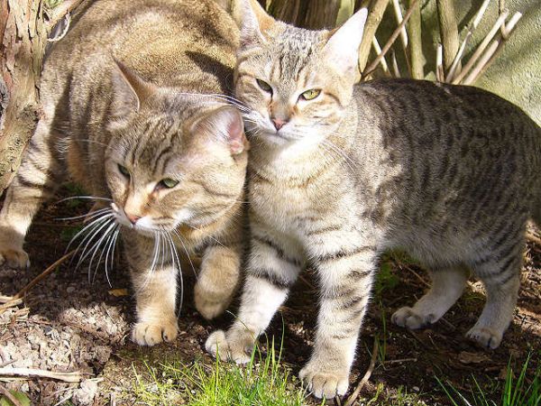 Pixiebob kittens