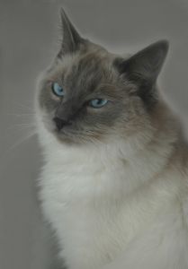 Ragdoll cat breeds