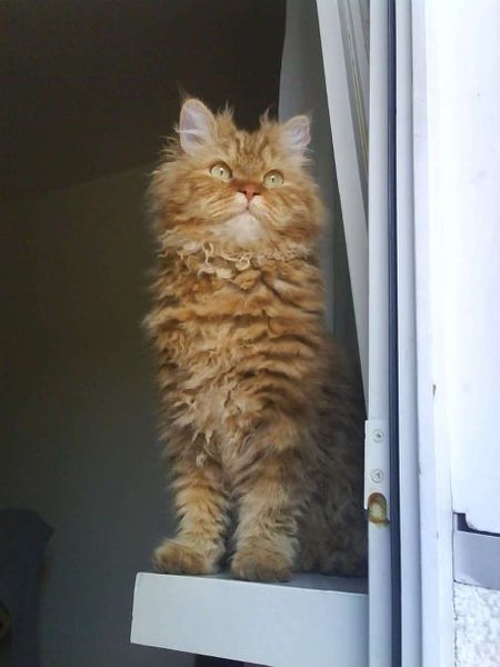 Selkirk Rex cat breed