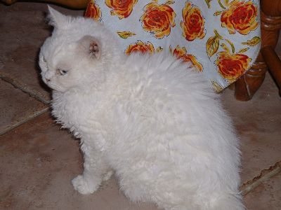 Selkirk Rex cat breed