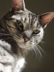 American Shorthair cat breed
