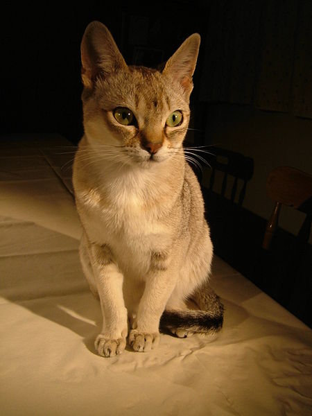 Singapura cat