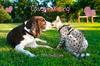 Dog kissing a Savannah Cat!