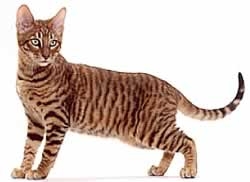 Toyger cat breed