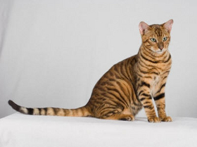 Toyger cat breed