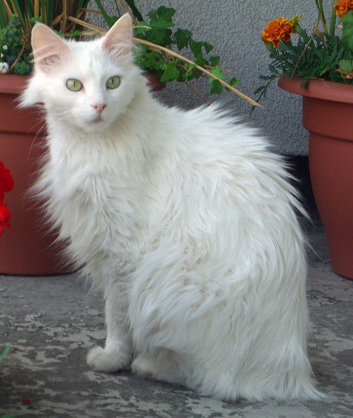 Turkish Angora cat breed
