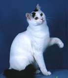 Turkish van cat breed