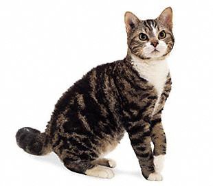 American Wirehair cat breed