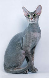 Peterbald cat