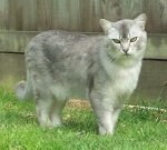 burmilla cat breed