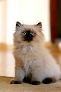 Himalayan cat breed