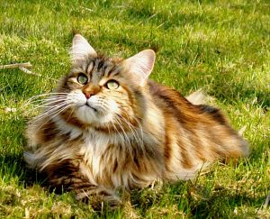 Maine Coon cat