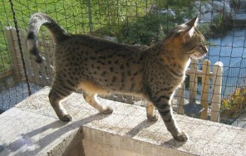 Egyptian Mau cat breed