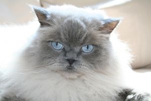 Himalayan Cat