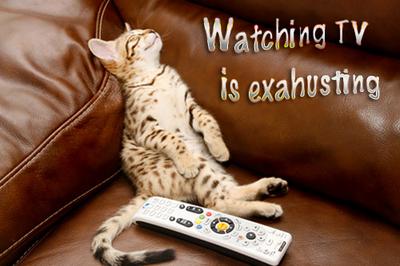 Savannah kittens finds watching TV exhausting!