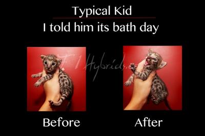 Bath day is NOT appreciated by this Savannah Kitten