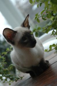 Siamese cat breed