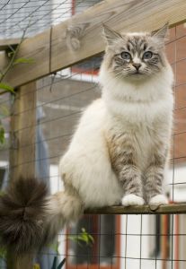 Siberian cat