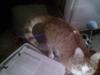 Notice tail is curled.
