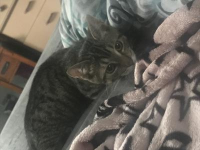 On the prowl... is she Mau!? 